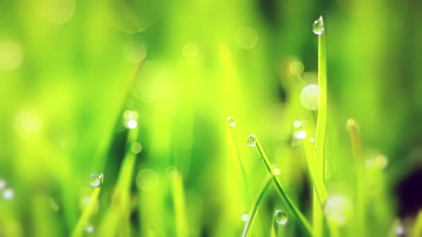 緑の草の上の露の滴 — ストック動画