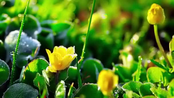 Wiosenny Kwiat Kroplami Rosy Niewyraźne Tło — Wideo stockowe