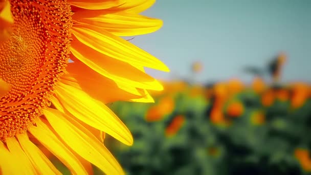 Summer Landscape Field Sunflowers Background Cloudy Sky — Stock Video