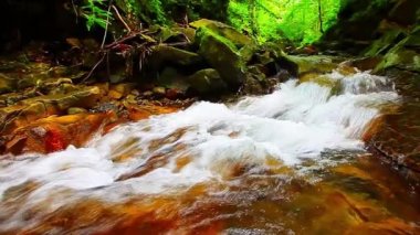 Ormandaki dağ deresi