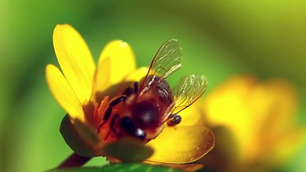 Bijen Vliegen Een Bloeiende Bloem Langzame Beweging — Stockvideo