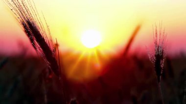 Gün batımı arka planında buğday tarlası