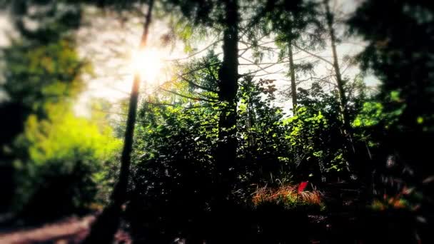 Sonnenlicht Durch Die Bäume Wald — Stockvideo