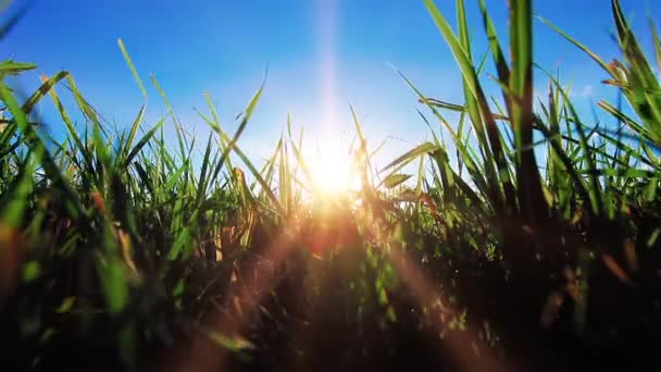 Campo Grama Fundo Pôr Sol — Vídeo de Stock