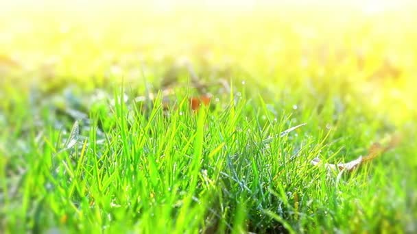 绿草和清晨的露珠滴 — 图库视频影像