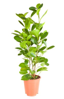 Ficus kahverengi pota