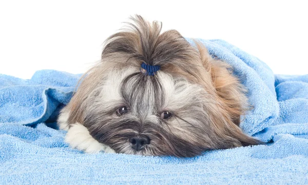 Cachorro divertido con una toalla azul —  Fotos de Stock