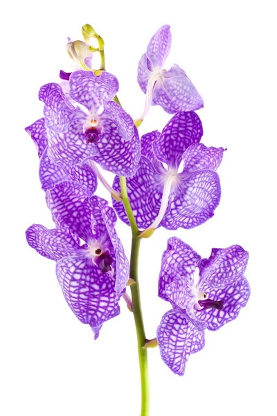 Tomurcukları ile orkide çiçek şube — Stok fotoğraf