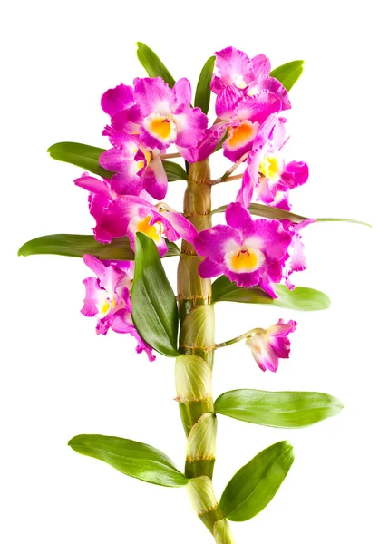 Pink orchid flower branch with leaves — Stock Photo, Image