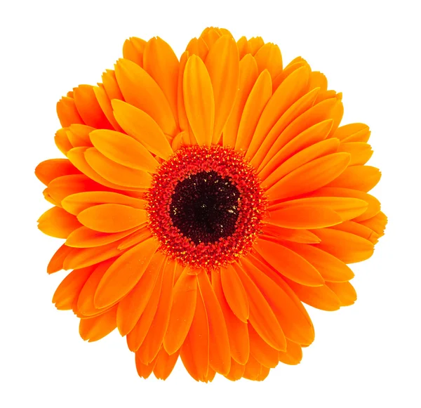 Orange Gerbera-Blüte — Stockfoto