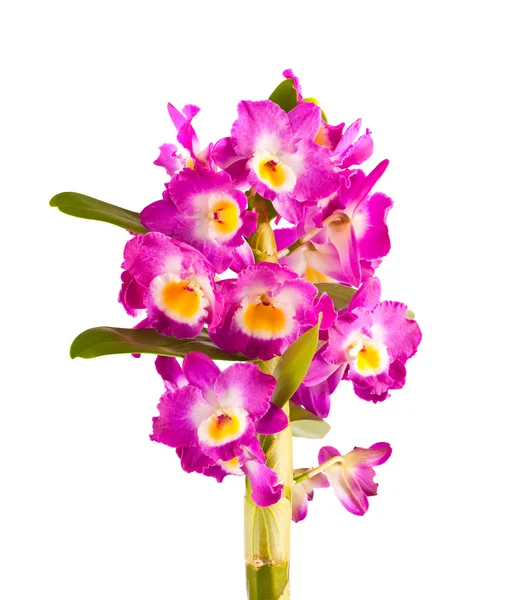 Pembe orkide çiçek şube — Stok fotoğraf