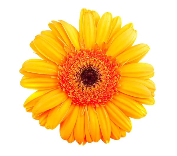 Única flor de gerbera laranja — Fotografia de Stock