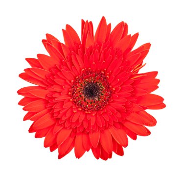 Tek kırmızı gerbera çiçek