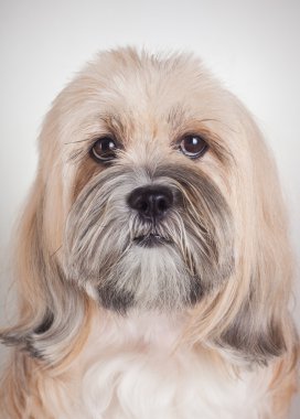 lhasa apso köpek portre kadar yakın