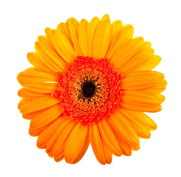 Jediné gerbera oranžová květina — Stock fotografie