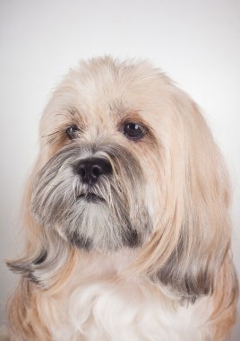 lhasa apso köpeğin portresi