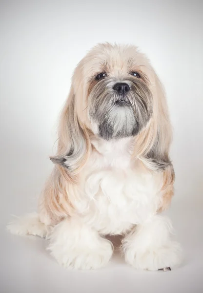 Portrét psa lhasa apso — Stock fotografie