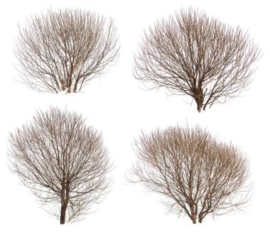 yapraksız çalılar koleksiyonu