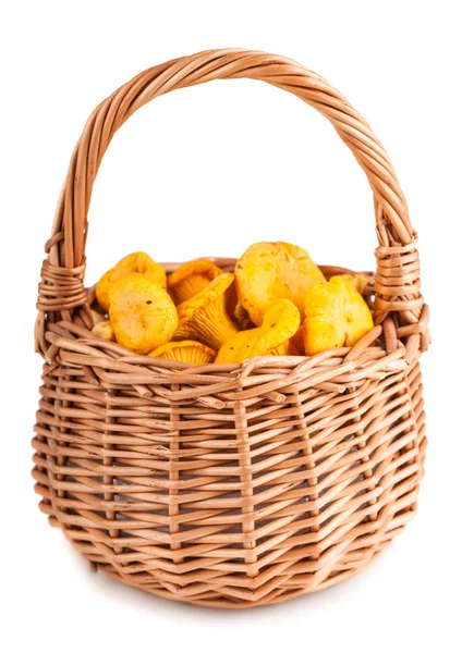 Wicker basket with chanterelle mushrooms — Stock Photo, Image