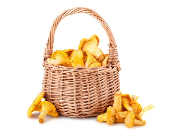 Chanterelle mushrooms in basket — Stock Photo, Image