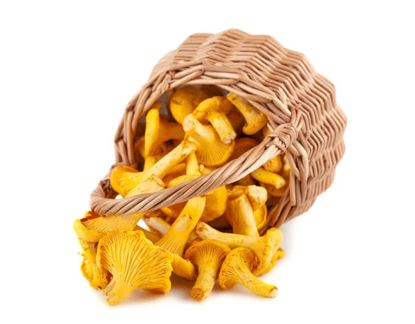 Sprinkled wicker basket with chanterelle mushrooms — Stock Photo, Image