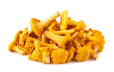yığın Cantharellus cibarius mantar