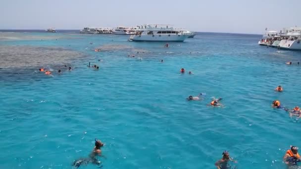 Turistas mergulham com máscara — Vídeo de Stock