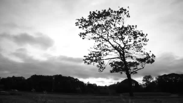 Fondo solitario del árbol — Vídeo de stock