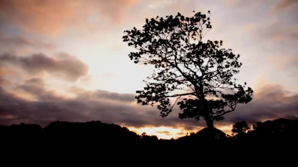 Lonely tree background — Stock Video