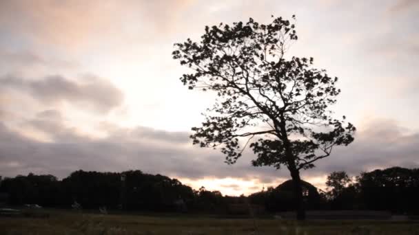 Fondo solitario del árbol — Vídeos de Stock