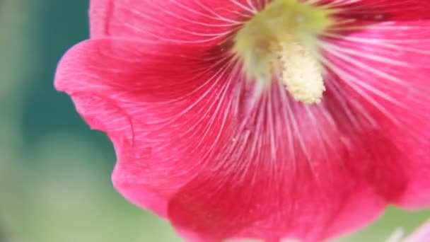 Fleur rouge 