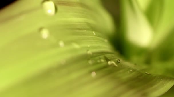 Lluvia sobre las hojas — Vídeo de stock