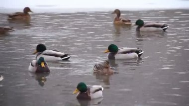 ördekler kış Nehri yakınında