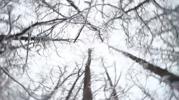 Kamera bewegt sich im Winterwald — Stockvideo