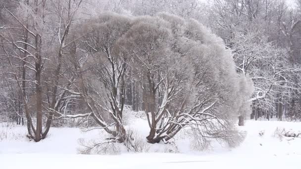 Panorama över vintern skogen — Stockvideo