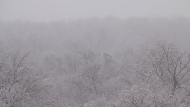 Panorama da floresta de inverno — Vídeo de Stock