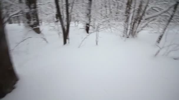 Caméra se déplace dans les bois d'hiver — Video