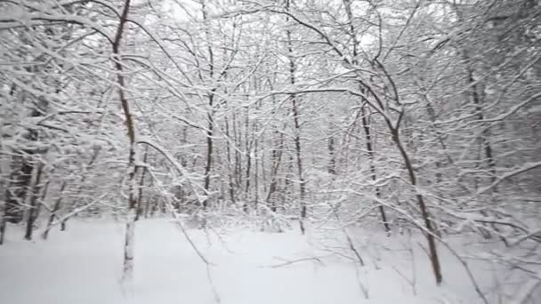 Kamera se pohybuje v zimním lese — Stock video