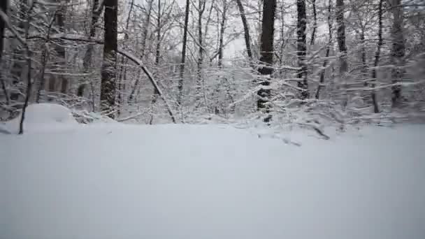Kamera kış ormanın içinde hareket eder. — Stok video