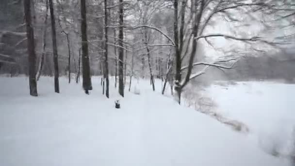 Kameran flyttar i vinter skogen — Stockvideo