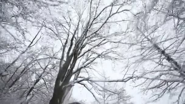 Panorama des Winterwaldes — Stockvideo