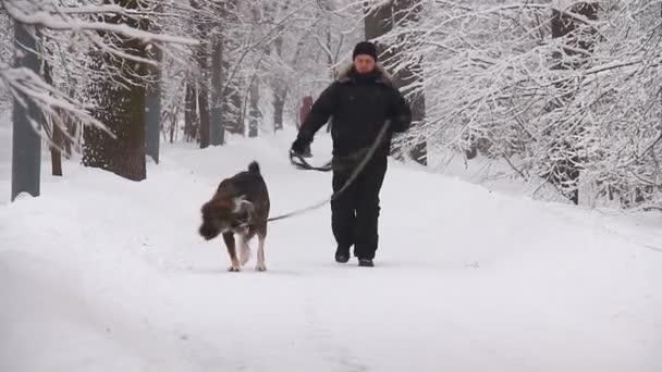 Promenad i vinter skogen — Stockvideo