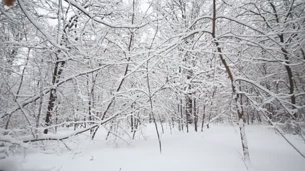 Зимние деревья — стоковое видео