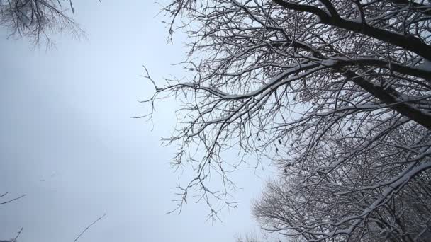 Arbres d'hiver 