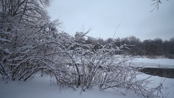 Zimowe drzewa — Wideo stockowe
