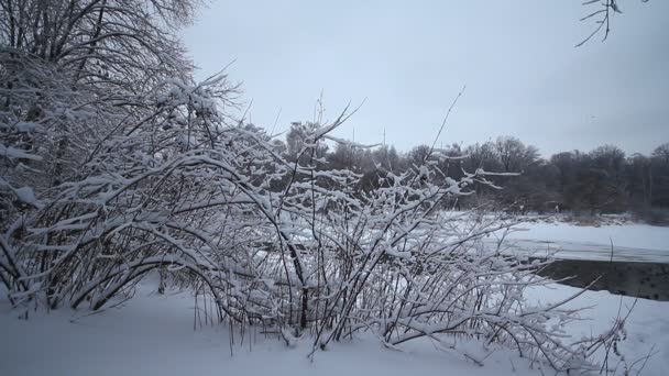 Arbres d'hiver 