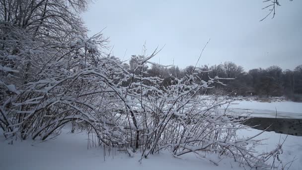 Árboles de invierno — Vídeo de stock