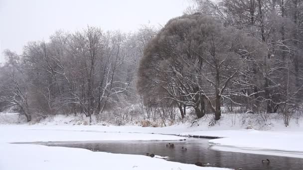 Eenden in de winter in de buurt van de rivier — Stockvideo