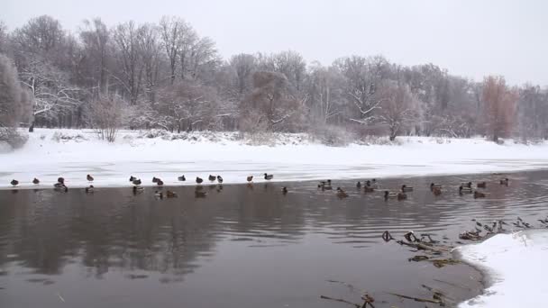 Eenden in de winter in de buurt van de rivier — Stockvideo