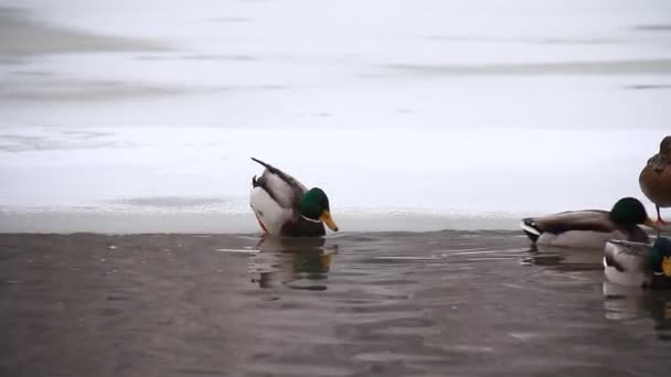 Kaczki w zimie, w pobliżu rzeki — Wideo stockowe